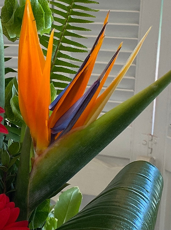 Designer's Choice - Tropical