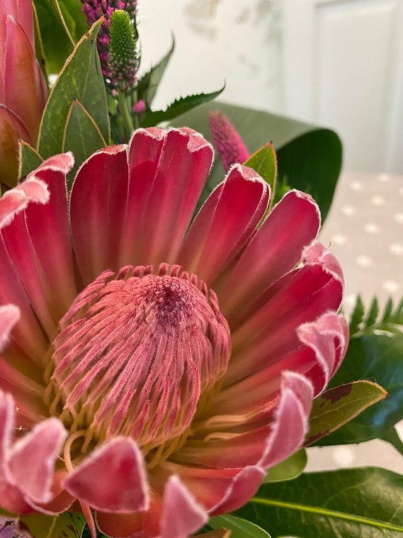 Designer's Choice - Tropical