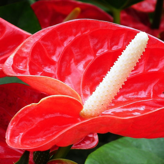 Designer’s Choice - Valentine's Tropics